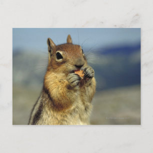 Carte Postale Nourriture d'écureuils