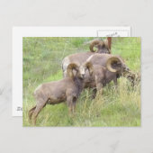 Carte Postale Nourriture des moutons de grande corne (Devant / Derrière)