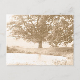 Carte Postale Nous sommes tous du même arbre