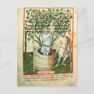Carte Postale Nouv Acq Lat Rassemblement et pressage de raisins