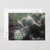Carte Postale Nouveau Cactus mexicain (Devant / Derrière)