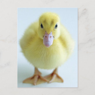Carte Postale Nouveau canard