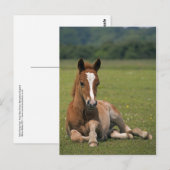 Carte postale Nouveau Foin de forêt (Devant / Derrière)