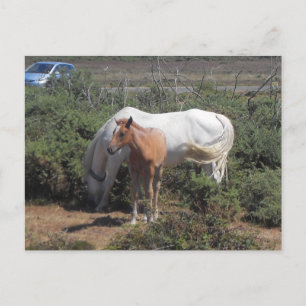Carte Postale Nouveau Mare et poulain de la forêt