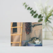 Carte Postale Nouveau-Mexique (Debout devant)