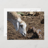 Carte Postale Nouveau-né (Devant / Derrière)