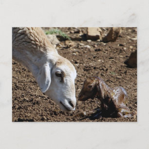 Carte Postale Nouveau-né