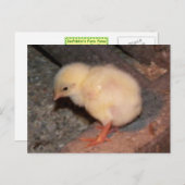 Carte Postale Nouveau-né Chick (Devant / Derrière)