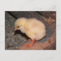 Nouveau-né Chick
