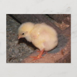 Carte Postale Nouveau-né Chick