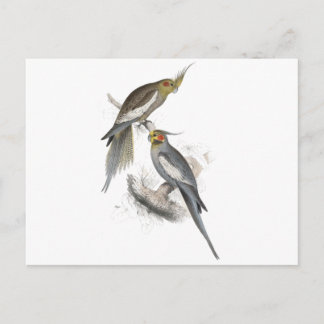 Carte Postale Nouveau Parrakeet de la Hollande par Edward Lear