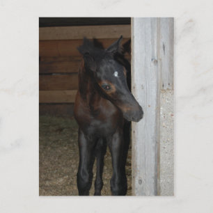 Carte Postale Nouveau Poney/Cheval