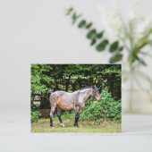 Carte Postale Nouveau poney forestier (Debout devant)