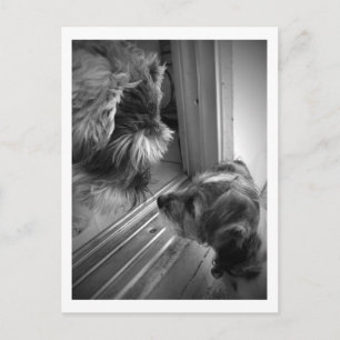 Carte Postale Nouveaux amis