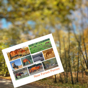 Carte Postale Nouveaux Ponts Forestiers