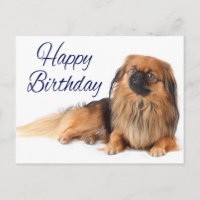 Nouvel anniversaire de l'Amoureux des chiens Pekin