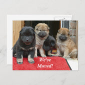 Carte postale nouvel emplacement Spaniel Tibétain (Devant / Derrière)