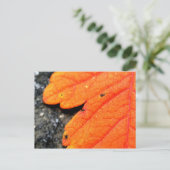 Carte Postale Nouvelle-Angleterre automne (Debout devant)