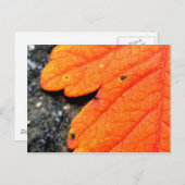 Carte Postale Nouvelle-Angleterre automne (Devant / Derrière)