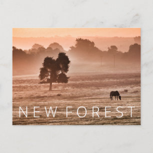 Carte Postale Nouvelle Forêt