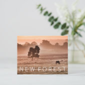 Carte Postale Nouvelle Forêt (Debout devant)