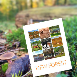 Carte Postale Nouvelle forêt