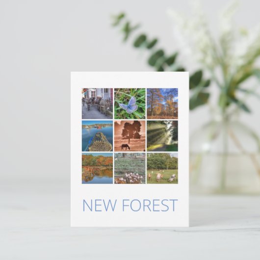 Carte Postale Nouvelle forêt (Debout devant)