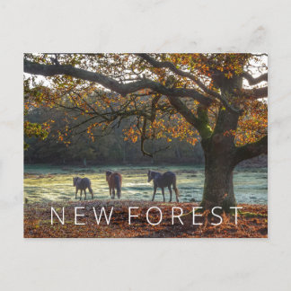 Carte Postale Nouvelle forêt
