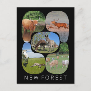 Carte Postale Nouvelle forêt
