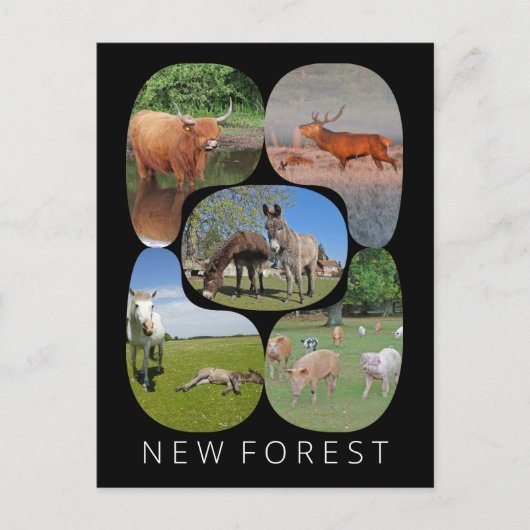 Carte Postale Nouvelle forêt (Devant)