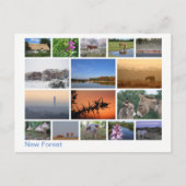 Carte Postale Nouvelle forêt multi-image 2 (Devant)