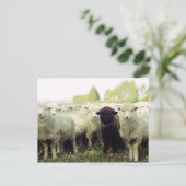 Carte Postale Nouvelle-Zélande (Debout devant)