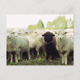 Carte Postale Nouvelle-Zélande