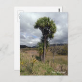 Carte Postale Nouvelle-Zélande, Cabbage Tree, Nature indigène (Devant / Derrière)