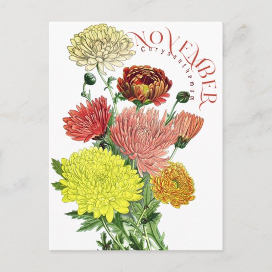 Carte Postale Novermber Mois Fleurs Chrysanthème Fancy Postca (Devant)