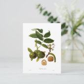 Carte Postale Noyer (Debout devant)