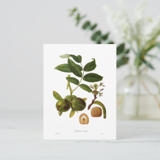 Carte Postale Noyer (Debout devant)