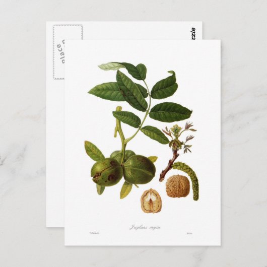 Carte Postale Noyer (Devant / Derrière)