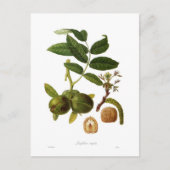 Carte Postale Noyer (Devant)