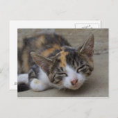 Carte Postale Noyer Calico Kitten (Devant / Derrière)