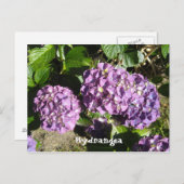Carte Postale Nuances de l'hydrangée violette (Devant / Derrière)