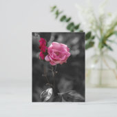 Carte postale - Nuances de roses de dévotion (Debout devant)