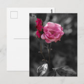 Carte postale - Nuances de roses de dévotion (Devant / Derrière)