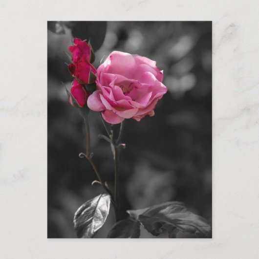 Carte postale - Nuances de roses de dévotion (Devant)