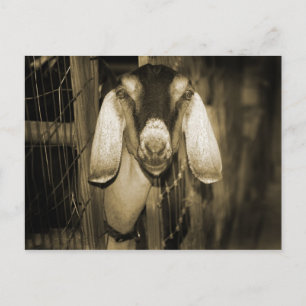 Carte Postale Nubian doe sepia tête en sortant de la porte