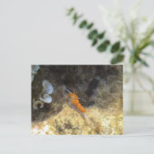 Carte Postale Nudibranche (Debout devant)