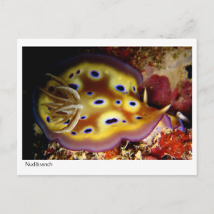 Carte Postale Nudibranche