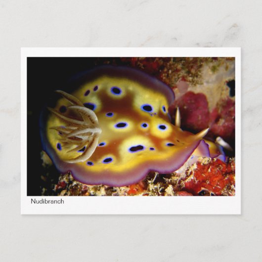Carte Postale Nudibranche (Devant)