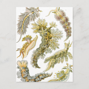 Carte Postale Nudibranches vintage, limaces de mer par Ernst Hae