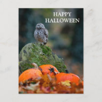 Nuit d'Halloween effrayante avec Chouette sorcière
